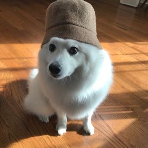 Meet your Posher, Bailey